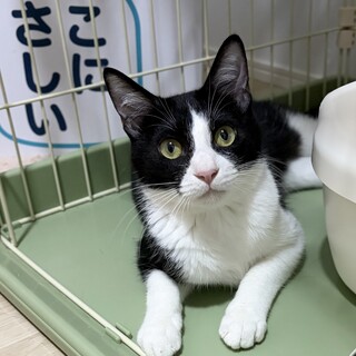 おもちゃ大好き！イケメンのトキくん