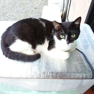ビビリ転じて甘えん坊の弟猫君(1歳オス)