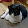 ビビリ転じて甘えん坊の弟猫君(1歳オス) サムネイル2