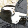 ビビリ転じて甘えん坊の弟猫君(1歳オス) サムネイル3