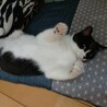 ビビリ転じて甘えん坊の弟猫君(1歳オス) サムネイル4