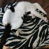 ビビリ転じて甘えん坊の弟猫君(1歳オス) サムネイル5