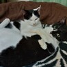 ビビリ転じて甘えん坊の弟猫君(1歳オス) サムネイル6