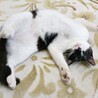 ビビリ転じて甘えん坊の弟猫君(1歳オス) サムネイル7