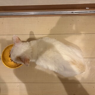 里親様、決定しました。