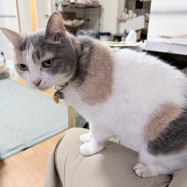 やまのえのカバー写真