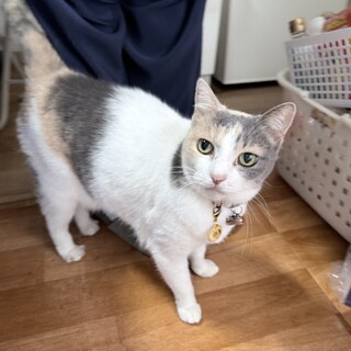 お利口なパステル三毛メス15歳