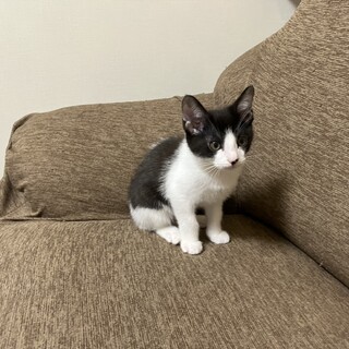 テンテン：子猫 ハチワレの男の子です！