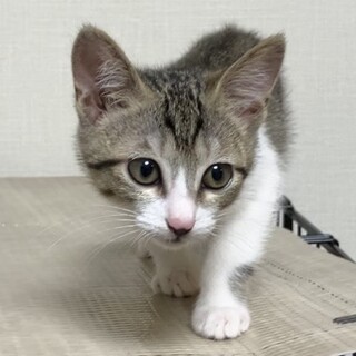 るん：子猫 キジ白の女の子です！