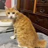 お腹お膝の上が大好き♡落ちつきのある可愛い子♡ サムネイル2