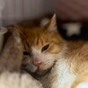 お腹お膝の上が大好き♡落ちつきのある可愛い子♡ サムネイル3