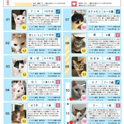6月21日｛保護猫譲渡会｝参加猫一覧