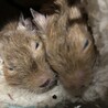 ピピププぺぺ