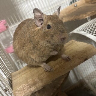 デグー（生後6ヶ月）男の子の里親募集