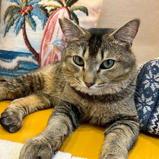 仲良し兄弟の片割れ！人大好きなムールくん♡