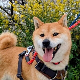 柴犬　 さくら　穏やかな女の子　四歳