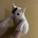 6/20に譲渡されました