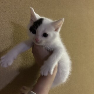 白黒 牛柄 メス