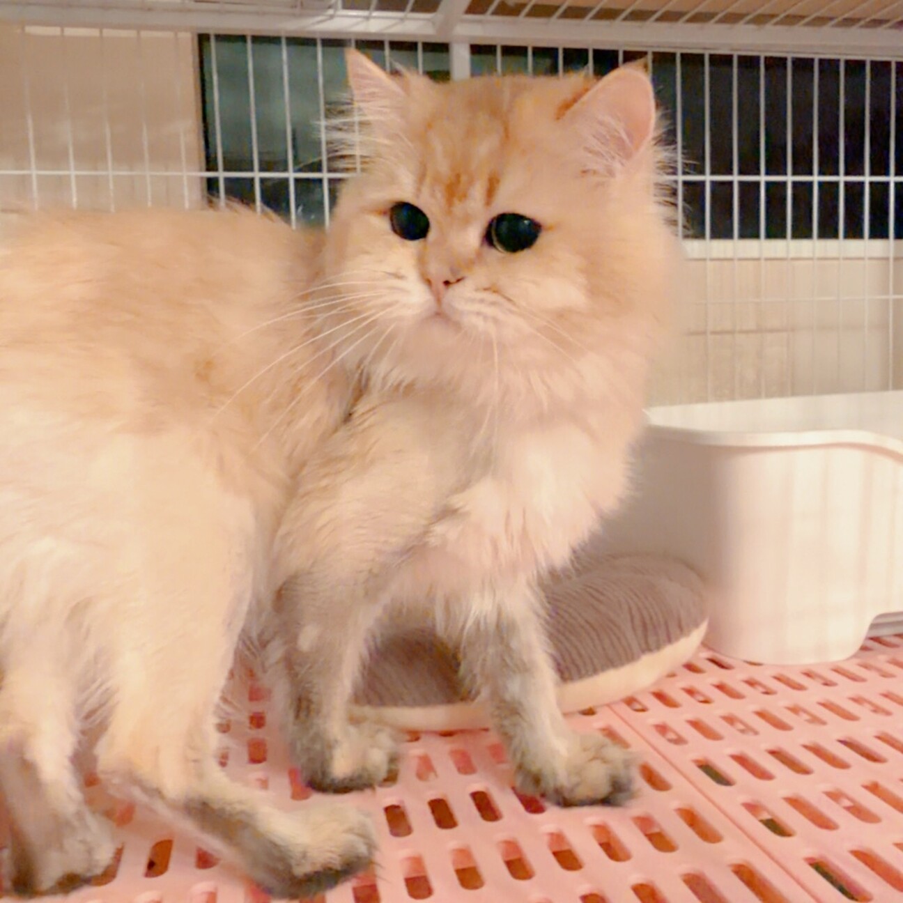 ブリティッシュゴールデンオス」大阪府 - 猫の里親募集(542516