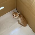 約３ヶ月→生後約１ヶ月オスの茶白猫
