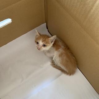 約３ヶ月くらいのオスのちっちゃい猫