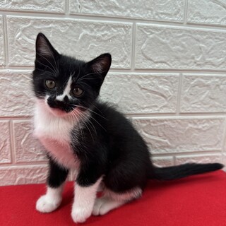 会えば飼いたくなる！飼えば離れたくない❤ボタン