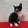 会えば飼いたくなる！飼えば離れたくない❤ボタン サムネイル2