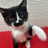 会えば飼いたくなる！飼えば離れたくない❤ボタン サムネイル4