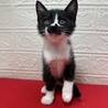 会えば飼いたくなる！飼えば離れたくない❤ボタン サムネイル5