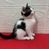 座ると❤️出現❗️見に来てね‼️招福猫❤️ハッピー サムネイル3