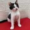 座ると❤️出現❗️見に来てね‼️招福猫❤️ハッピー サムネイル5