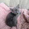 生後１ヶ月半ブルボンちゃん サムネイル2