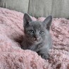 生後１ヶ月半ブルボンちゃん サムネイル5