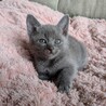 生後１ヶ月半ブルボンちゃん サムネイル6