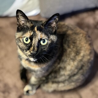甘えん坊、人が大好きおっとりばぁちゃん♡