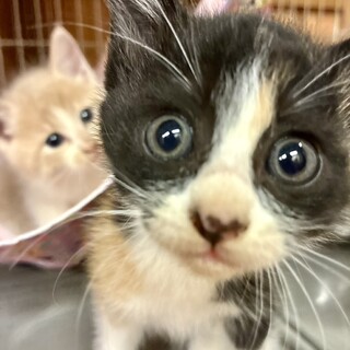ゴルフ場で保護されたチップちゃん