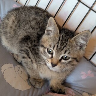 キジトラ三兄妹