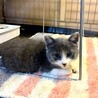 ゴルフ場で保護されたグレーのきれいなピンくん サムネイル3