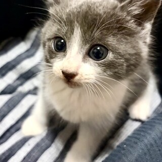 ゴルフ場で保護されたグレーのきれいなピンくん