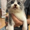 ゴルフ場で保護されたグレーのきれいなピンくん サムネイル2