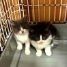 ゴルフ場で保護されたグレーのきれいなピンくん サムネイル4