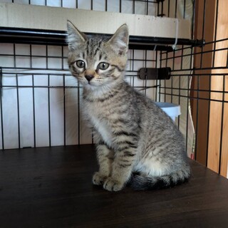キジトラ三兄妹