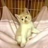 ゴルフ場でほごされたクリーム色のティくん サムネイル2