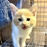 ゴルフ場でほごされたクリーム色のティくん サムネイル3