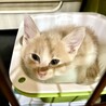 ゴルフ場でほごされたクリーム色のティくん サムネイル4