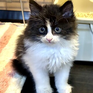 ゴルフ場で保護されたモフモフのバーディくん
