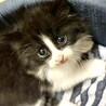 ゴルフ場で保護されたモフモフのバーディくん サムネイル2