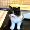 ゴルフ場で保護されたモフモフのバーディくん サムネイル3