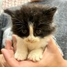 ゴルフ場で保護されたモフモフのバーディくん サムネイル5