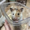 八朔☆